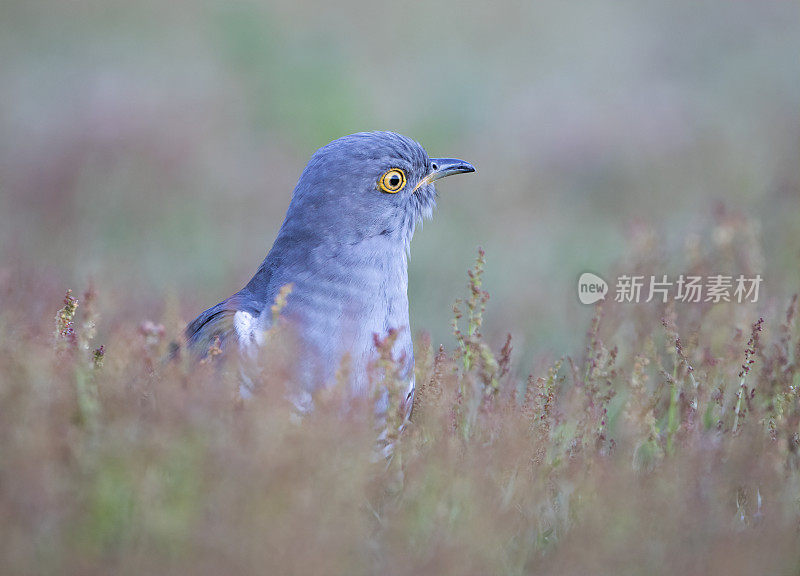 雄性杜鹃(Cuculus canorus)